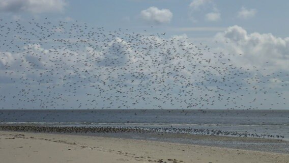Ein Vogelschwarm über dem Strand. © Nabu Foto: Tore Mayland-Quellhorst