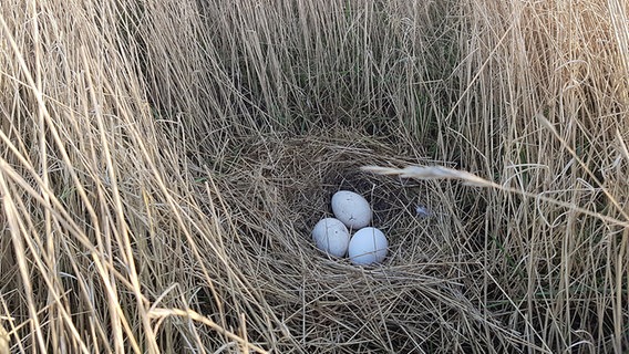 Dre Eier von Graugänsen liegen in einem  Nest im Schilfgras auf der Insel Trischen. © Tatjana Stella Kennedy 