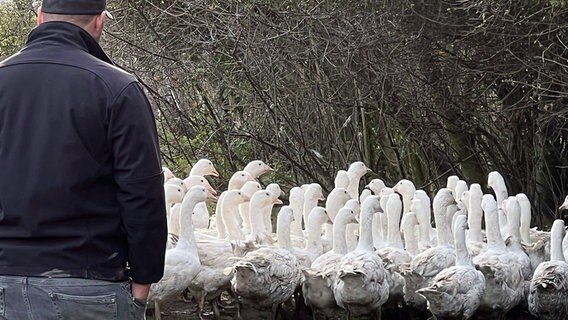 Landwirt Momme Volquardsen steht auf seinem Hof in Nordfriesland  mit dem Rücken zur Kamera und schaut auf seine Gänse. © NDR Foto: Jochen Dominicus