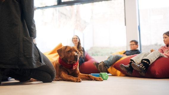 Labrador-Hündin Lotta liegt entspannt zwischen den Kindern. © NDR Foto: Lisa Pandelaki