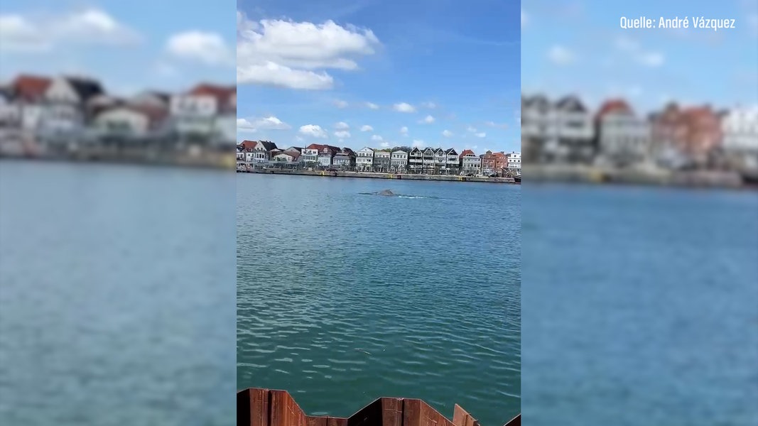 Travemünde: Wal in der Trave aufgetaucht