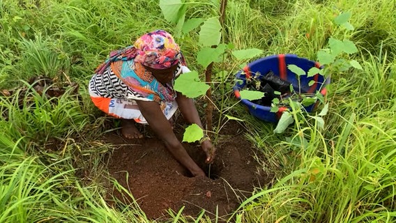 Eine Frau pflanzt in Sierra Leone einen Baum. © Screenshot 