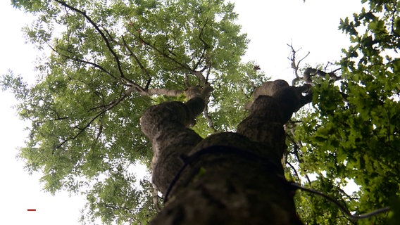 Ein Baum. © NDR 