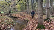 Ein Mann geht in einem Wald an einem Bach entlang © NDR Foto: Corinna Below