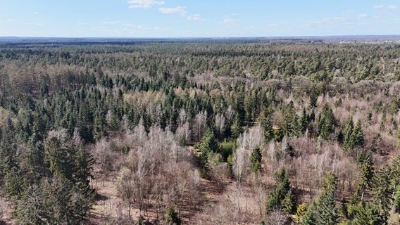 Ein Wald aus der Luft © NDR Foto: Tobias Gellert