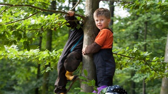 Kinder des Waldkindergartens in Flensburg klettern auf einen Baum. © Waldkindergarten Flensburg 