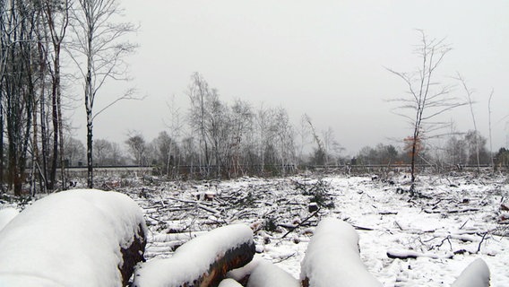 Gefällte Baumstämme liegen verschneit auf dem Boden nach einer illegalen Waldrodung in Quickborn. © NDR 