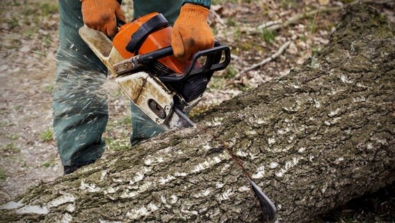 Eine Person durchtrennt einen Baum mit einer Kettensäge. © imago images 
