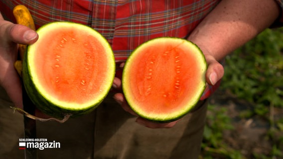 Ein Landwirt hält zwei Hälften einer Wassermelone in den Händen. © NDR 
