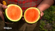 Ein Landwirt hält zwei Hälften einer Wassermelone in den Händen. © NDR 