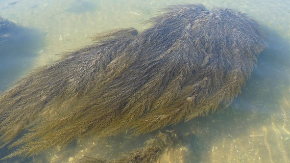 Eine japanische Alge treibt im Wasser. © NDR 