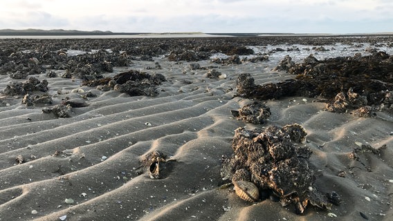 Pazifische Austern im Watt. © NDR 