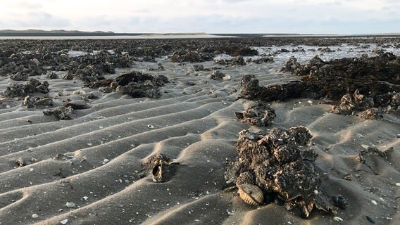 Pazifische Austern im Watt. © NDR 