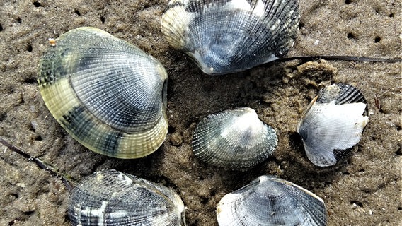 Mehrere Manilamuscheln liegen im Sand. © NDR 