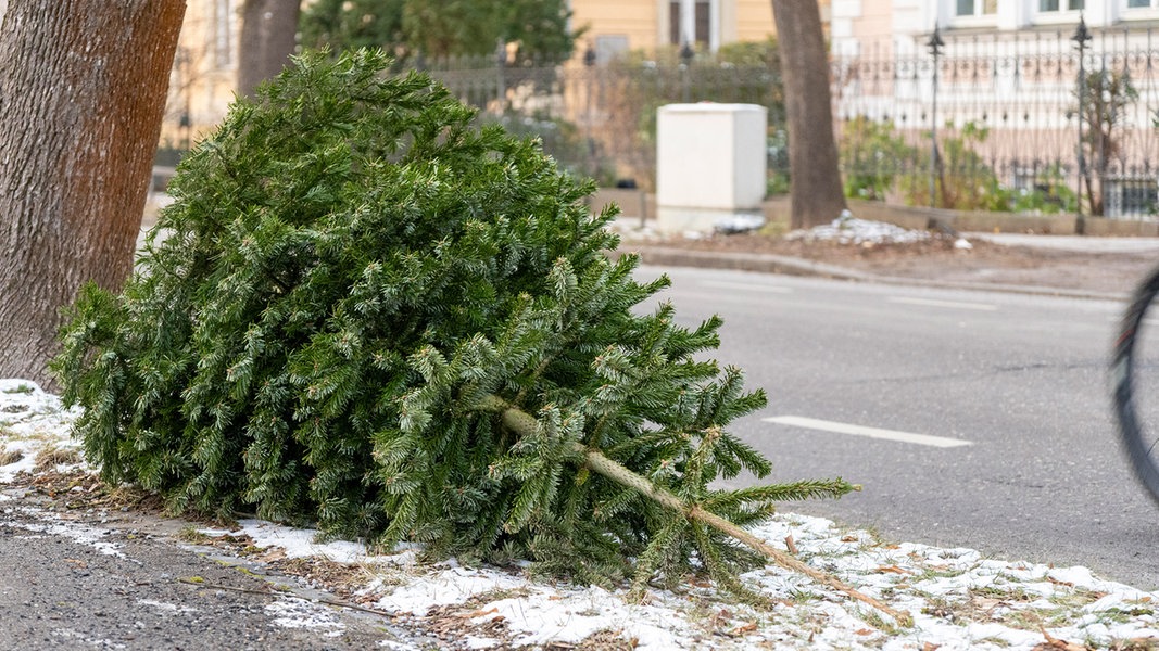 WeihnachtsbaumAbholung Hier können Sie ihn in SH NDR.de Nachrichten Schleswig