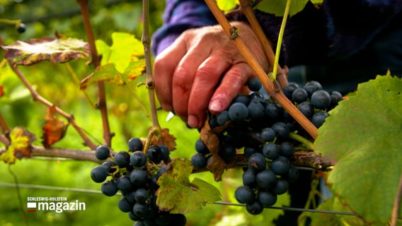 Ernte von Weintrauben. © NDR 