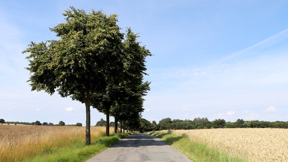 Die Allee "Blocksberg" im Ort Weitewelt. © NDR Foto: Tobias Senff