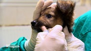 Eine Hundewelpe bei einer Tierärztlichen Untersuchung. © NDR 