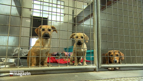 Drei Hundewelpen blicken durch ein Gitter in die Kamera. © NDR 