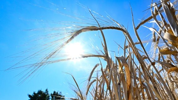 Die Sonne scheint durch die Halme eines Gerstenfeldes © dpa-Bildfunk Foto: Bernd Weißbrod