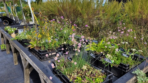 Mehrere Setzkästen mit Pflanzen in unterschiedlichen Wachstumsstadien. © NDR Foto: Mirja Pape