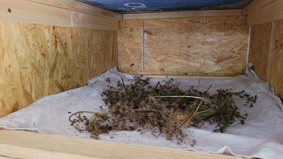 Getrocknete Pflanzen liegen in einem Hölzernen Kasten. © NDR Foto: Mirja Pape
