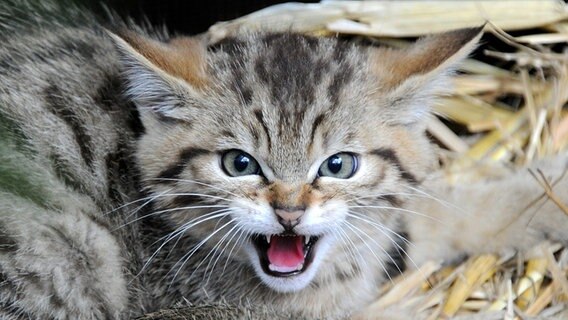 Ein acht Wochen altes Wildkatzen-Baby Ein acht Wochen altes Wildkatzen-Baby © dpa Foto: Carsten Rehder