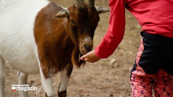 Ein Kind füttert eine Ziege. © NDR 