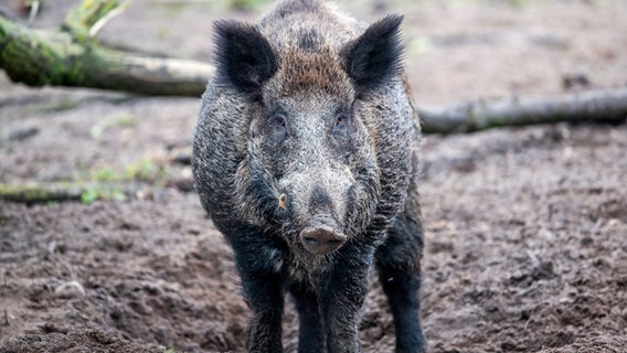 Ein Wildschwein steht im Matsch. © dpa-Bildfunk Foto: Jens Büttner