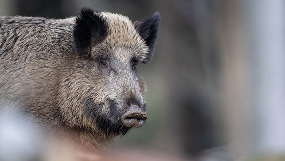 Eine nahe Aufnahme eines Wildschweins in einem Wald. © picture alliance/dpa Foto: Lino Mirgeler