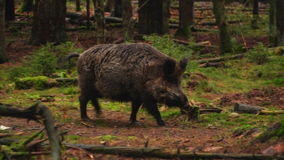 Ein Wildschwein läuft durch ein Waldgebiet. © NDR Foto: Dominik Dührsen