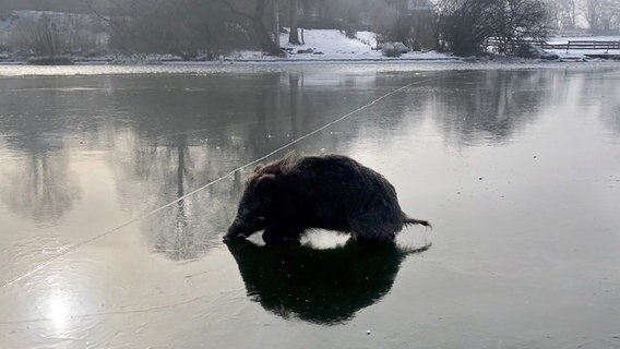 Ein Wildschwein liegt auf dem spiegelglatten Eis des zugefrorenen Großen Plöner See. © Kay Langbehn Foto: Kay Langbehn
