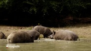 Wildschweine tummeln sich in einem See. © NDR 