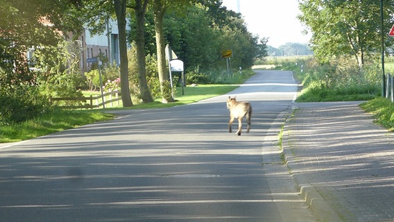 Ein Wolf auf einer Ortsstraße in Dithmarschen. © Umweltministerium Schleswig-Holstein 
