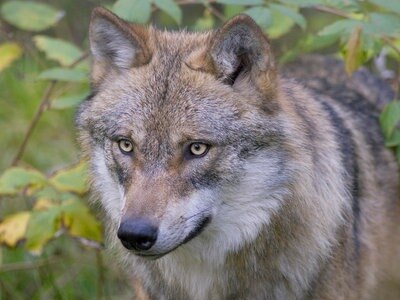 Was Sie Uber Wolfe In Sh Wissen Mussen Ndr De Nachrichten Schleswig Holstein