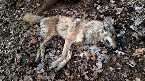 Ein toter Wolf liegt auf vertrocknetem Laub. © Joachim Remitz Foto: Joachim Remitz