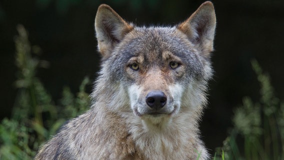 Ein Wolf. © IMAGO / Ardea 