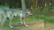 Ein Wolf läuft durch ein Waldstück. © LfU SH 