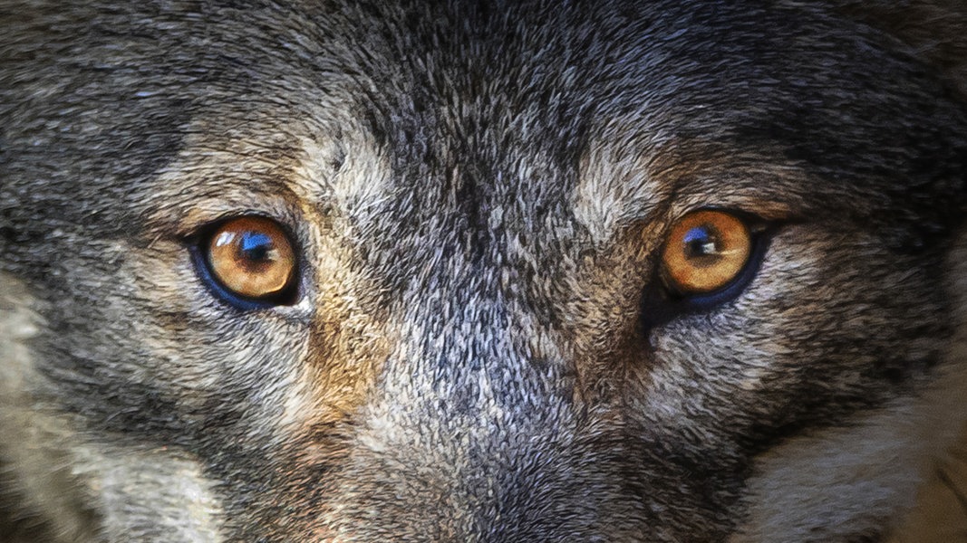 Augenpartie von einem Wolf.