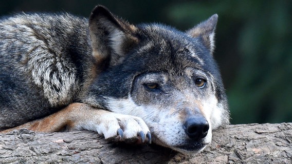 Ein Wolf im Wildpark Eckholt. © dpa-Bildfunk Foto: Carsten Rehder