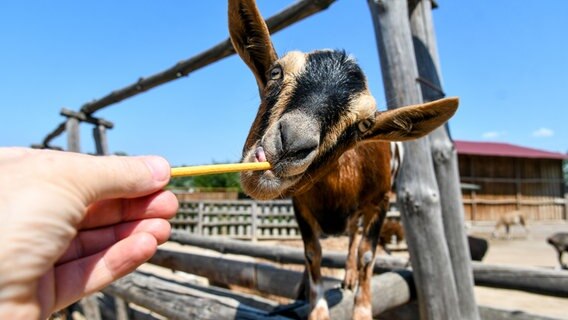 Ein Besucher eines Zooparks gibt einer Ziege in ihrem Gehege etwas zu knabbern. © picture alliance/dpa/Ukrinform 