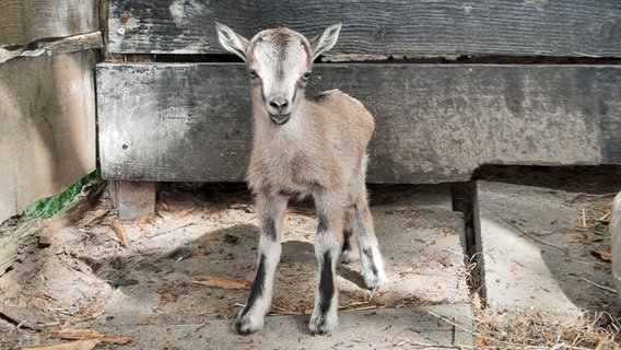 Ein Zicklein in Arche Warder blickt in die Kamera. © Arche Warder – Zentrum für alte Haus- und Nutztierrassen e.V. 