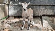 Ein Zicklein in Arche Warder blickt in die Kamera. © Arche Warder – Zentrum für alte Haus- und Nutztierrassen e.V. 