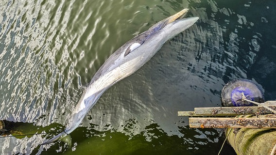 Ein toter Zwergwal liegt auf der Wasseroberfläche in der Flensburger Förde. © Sebastian Iwersen/nordpresse mediendienst Foto: Sebastian Iwersen