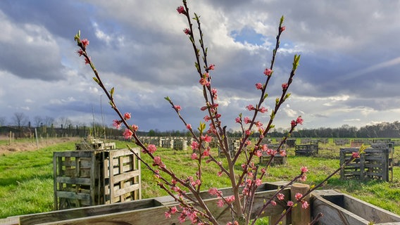 Ein junger, rosa blühender Pfirsichbaum im Nahrungswald Spelle © ndr Foto: Susanne Schäfer