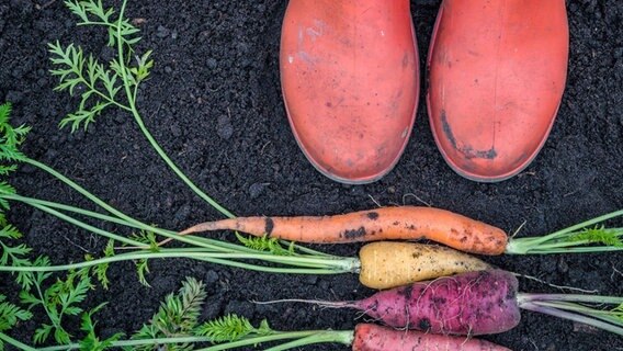 Bunte Möhren liegen vor zwei Grummistiefeln. © istock/Wildroze 