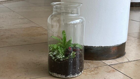 Farn, Zwergpfeffer, Kletterfeige und  Mosaikpflanze in einem Glas © NDR Foto: NDR