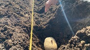 Eine Kartoffel liegt in der Erde in einem Beet © NDR Foto: Jessica Schantin