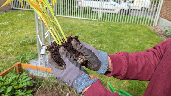 Im Gartenbeet werden die ersten zwei Pflanzen einer "Milpa" gepflanzt: Mais und Bohnen. © NDR Foto: Luisa Müller