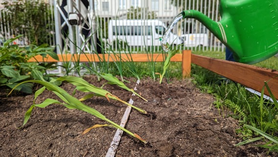 Im Gartenbeet werden die ersten zwei Pflanzen einer "Milpa" gepflanzt: Mais und Bohnen. © NDR Foto: Luisa Müller